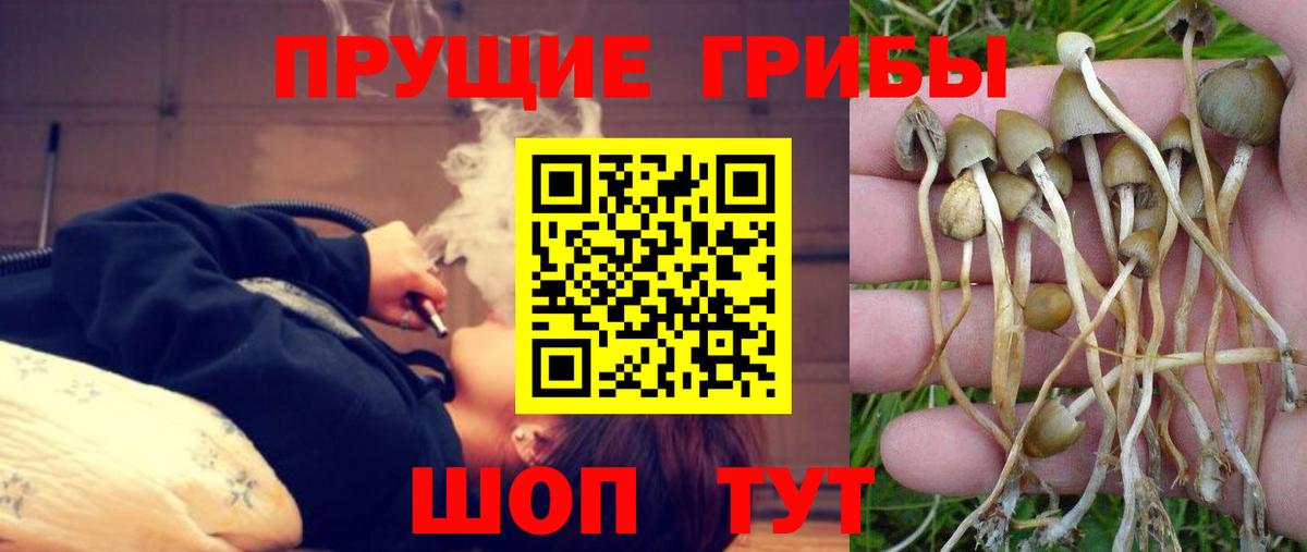 Галлюциногенные грибы Psilocybine cubensis Люберцы